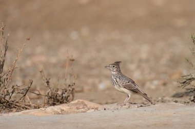Kuru otlar ve açık alan elementleriyle çevrili kırmızımsı topraklarda dinlenen tarla kuşları.