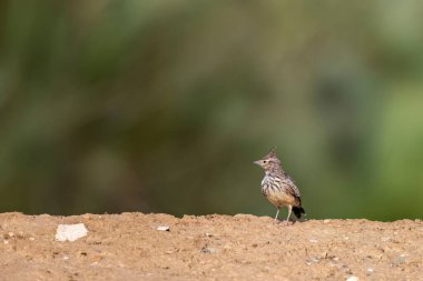 Kuru otlar ve açık alan elementleriyle çevrili kırmızımsı topraklarda dinlenen tarla kuşları.