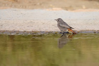 Suyun kenarında yansıma ve nemli tüylerle dinlenen siyah kızılcık.