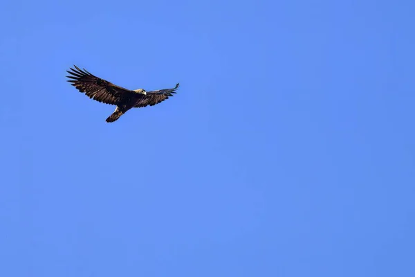 Kanatları açık uçan altın kartal, mavi gökyüzüne karşı güneş ışığıyla vurgulanıyor.