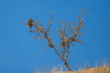 Avrupai akbaba, açık mavi gökyüzünde sarı yaprakları olan küçük bir ağaçta oturuyor.