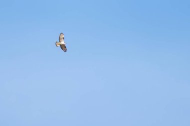 Avrupai akbaba gökyüzünde süzülüyor kanatlarını tamamen açarak