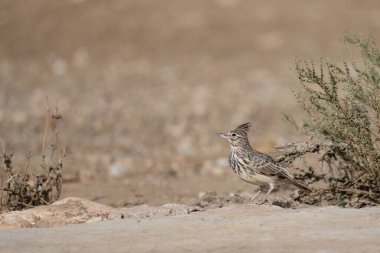 Kuru otlar ve açık alan elementleriyle çevrili kırmızımsı topraklarda dinlenen tarla kuşları.