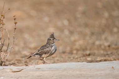 Kuru otlar ve açık alan elementleriyle çevrili kırmızımsı topraklarda dinlenen tarla kuşları.