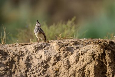 Kuru otlar ve açık alan elementleriyle çevrili kırmızımsı topraklarda dinlenen tarla kuşları.