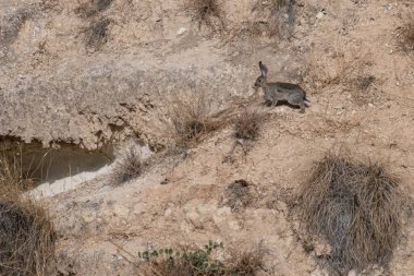 Kuru otlar ve seyrek çöl bitkileriyle kayalık ortamda vahşi bir tavşan.