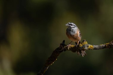 Canlı ışık ve yumuşak arkaplan bulanıklığına sahip desenli bir dalda kaya kiraz kuşu