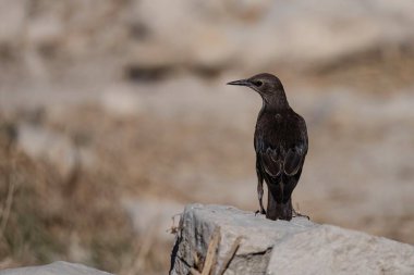 Doğal kuru ortamda taşın üzerinde dinlenen kara vahşi kuş.