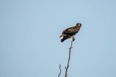 Kısa parmaklı yılan kartalı arka planda parlak gökyüzü olan kuru bir dalda sakince oturuyor.