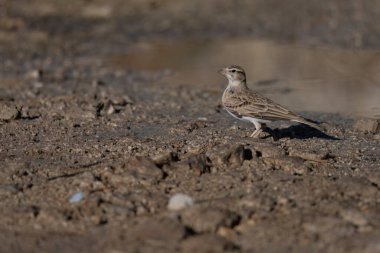 Tarafsız arka plan ve doğal ışıklandırma ile taşlı topraklarda kısa parmaklı tarlakuşu