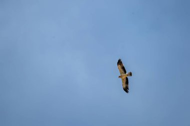 Çizmeli soluk benizli kartal gökyüzünde uçuyor, kanatları açık ve kuyruğu geniş.