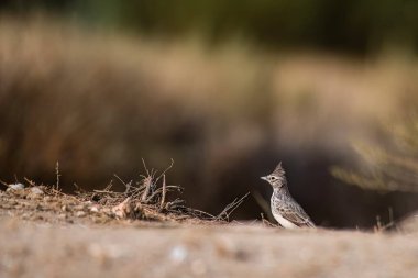 Kuru otlar ve açık alan elementleriyle çevrili kırmızımsı topraklarda dinlenen tarla kuşları.