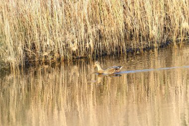 Doğal ortamda su yüzeyinden beslenen dişi bir yaban ördeğinin yakın çekimi..