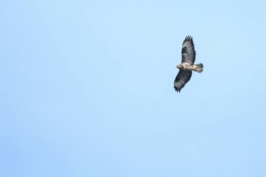 Uçan bir Şahin, kanatlarını zarif bir şekilde açık mavi gökyüzüne doğru açıyor..