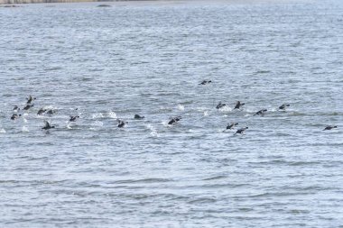 Bir su kuşu sürüsü zarif bir şekilde havalanıyor, sakin bir gölün yüzeyinde dalgalanmalar ve sıçramalar yaratıyor..