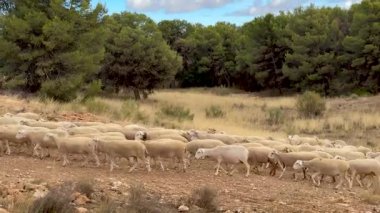 Endülüs 'teki çam ormanı yakınlarındaki kuru tarlalardan geçen koyunlarla şeffaflık rotası