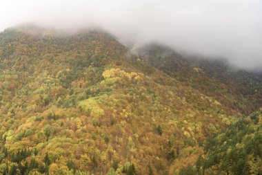 Sonbahar renkli ormanlarla kaplı bir tepenin panoramik görüntüsü, ağaçların tepelerinde süzülen sis ve canlı yeşillikleri aydınlatan yumuşak ışık.