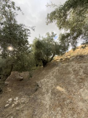 Kuru bir vadide eski ağaçlarla çevrili geleneksel zeytin koruluğu tepelerle çevrili.