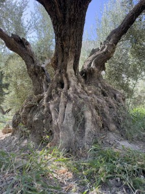 Kocaman bir zeytin ağacına yakın çekim, kalın gövdeli ve dokulu kabuklu.