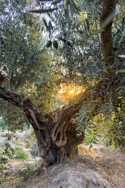 Kocaman bir zeytin ağacına yakın çekim, kalın gövdeli ve dokulu kabuklu.