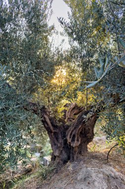 Kocaman bir zeytin ağacına yakın çekim, kalın gövdeli ve dokulu kabuklu.