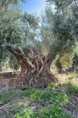 Kocaman bir zeytin ağacına yakın çekim, kalın gövdeli ve dokulu kabuklu.