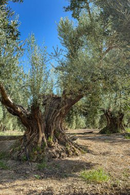 Kocaman bir zeytin ağacına yakın çekim, kalın gövdeli ve dokulu kabuklu.