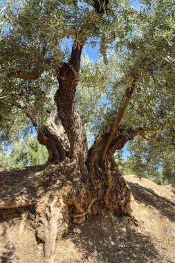 Kocaman bir zeytin ağacına yakın çekim, kalın gövdeli ve dokulu kabuklu.