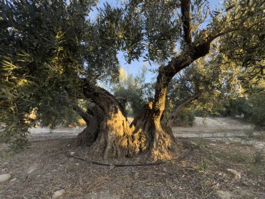 Kocaman bir zeytin ağacına yakın çekim, kalın gövdeli ve dokulu kabuklu.