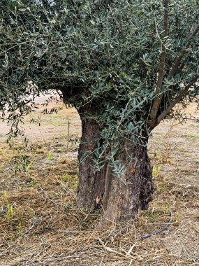 Kocaman bir zeytin ağacına yakın çekim, kalın gövdeli ve dokulu kabuklu.