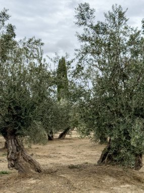 Kocaman bir zeytin ağacına yakın çekim, kalın gövdeli ve dokulu kabuklu.