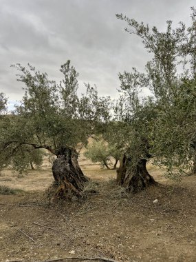 Kocaman bir zeytin ağacına yakın çekim, kalın gövdeli ve dokulu kabuklu.