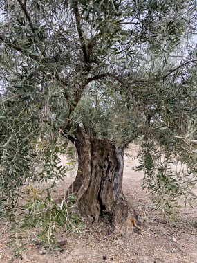 Kocaman bir zeytin ağacına yakın çekim, kalın gövdeli ve dokulu kabuklu.