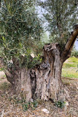 Kocaman bir zeytin ağacına yakın çekim, kalın gövdeli ve dokulu kabuklu.