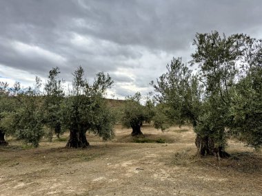 Kocaman bir zeytin ağacına yakın çekim, kalın gövdeli ve dokulu kabuklu.