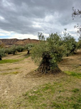 Kocaman bir zeytin ağacına yakın çekim, kalın gövdeli ve dokulu kabuklu.