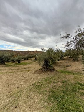 Kocaman bir zeytin ağacına yakın çekim, kalın gövdeli ve dokulu kabuklu.