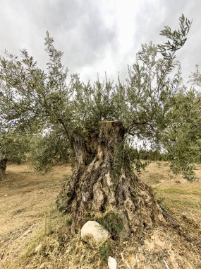 Kocaman bir zeytin ağacına yakın çekim, kalın gövdeli ve dokulu kabuklu.