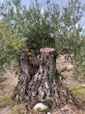 Kocaman bir zeytin ağacına yakın çekim, kalın gövdeli ve dokulu kabuklu.