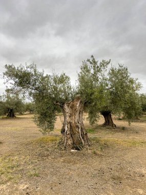 Kocaman bir zeytin ağacına yakın çekim, kalın gövdeli ve dokulu kabuklu.