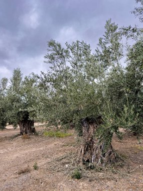 Kocaman bir zeytin ağacına yakın çekim, kalın gövdeli ve dokulu kabuklu.