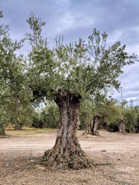 Kocaman bir zeytin ağacına yakın çekim, kalın gövdeli ve dokulu kabuklu.