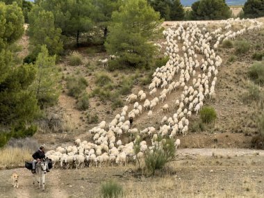 Çoban, eşek ve koyunların kurak arazide gezindiği geleneksel trans sahnesi.