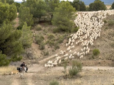 Çoban, eşek ve koyunların kurak arazide gezindiği geleneksel trans sahnesi.