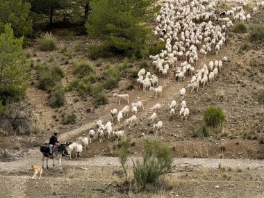 Çoban, eşek ve koyunların kurak arazide gezindiği geleneksel trans sahnesi.