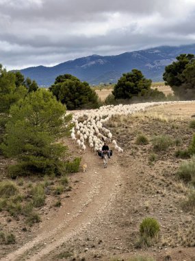 Çoban, eşek ve koyunların kurak arazide gezindiği geleneksel trans sahnesi.