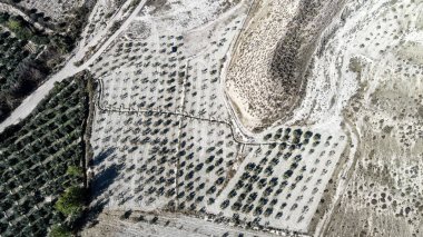 Aşınmış yamaçların ve toprak yolların yanında ekilmiş zeytinliklerin insansız hava aracı görüntüsü