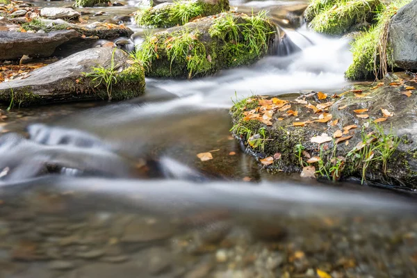 Ağaçların arasından akan doğal orman akıntısı yosun kaplı kayalar ve yaprak çöpleriyle