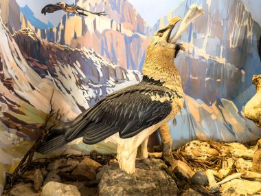 Korunmuş sakallı akbaba ayrıntılı bir müze sahnesinde gagasında bir kemik tutuyor.