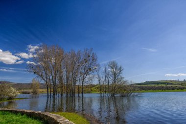 Huzurlu bir su birikintisinde kısmen sular altında kalan ağaçlarla huzurlu bir manzara.
